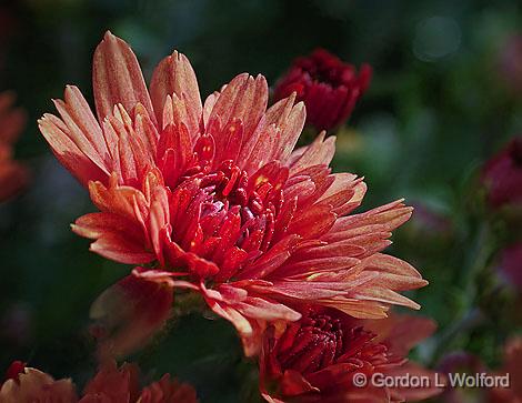 Red Flower Closeup_25974-85.jpg - Photographed at Smiths Falls, Ontario, Canada.